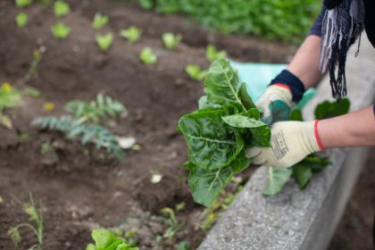 L’agricoltura civica una risposta alla crisi?