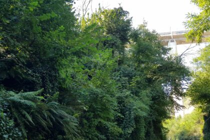 Il Vallone San Rocco: un mondo di biodiversità, a cinque minuti dal caos cittadino