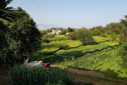 Carmine di Guida e Casaputana: un’antica bellezza che resiste, attraverso le ciliegie