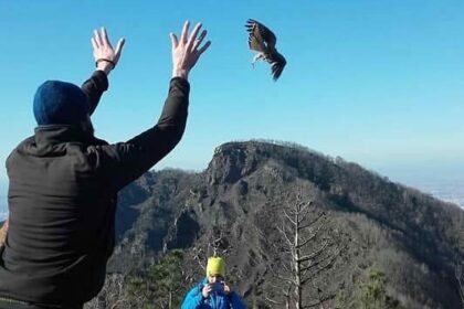 Urban Animals: storie di convivenza nella città di Napoli