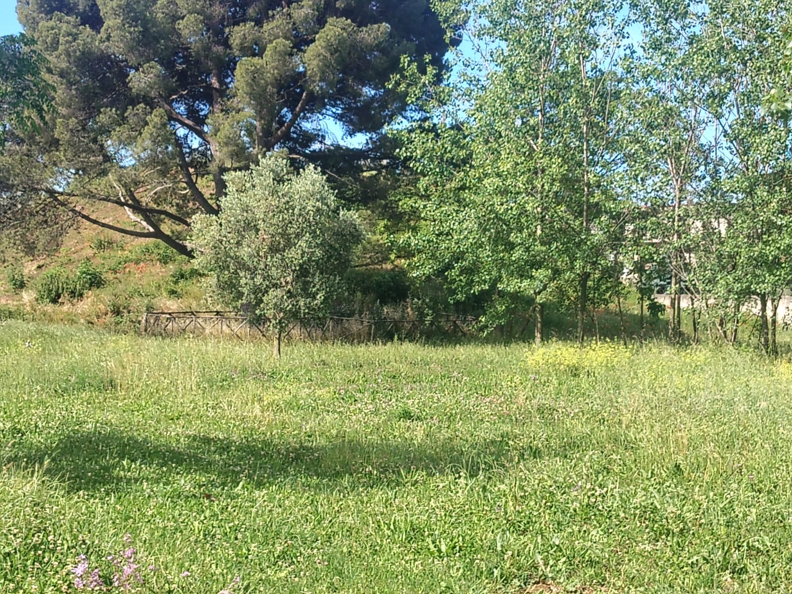 YOGA AL PARCO