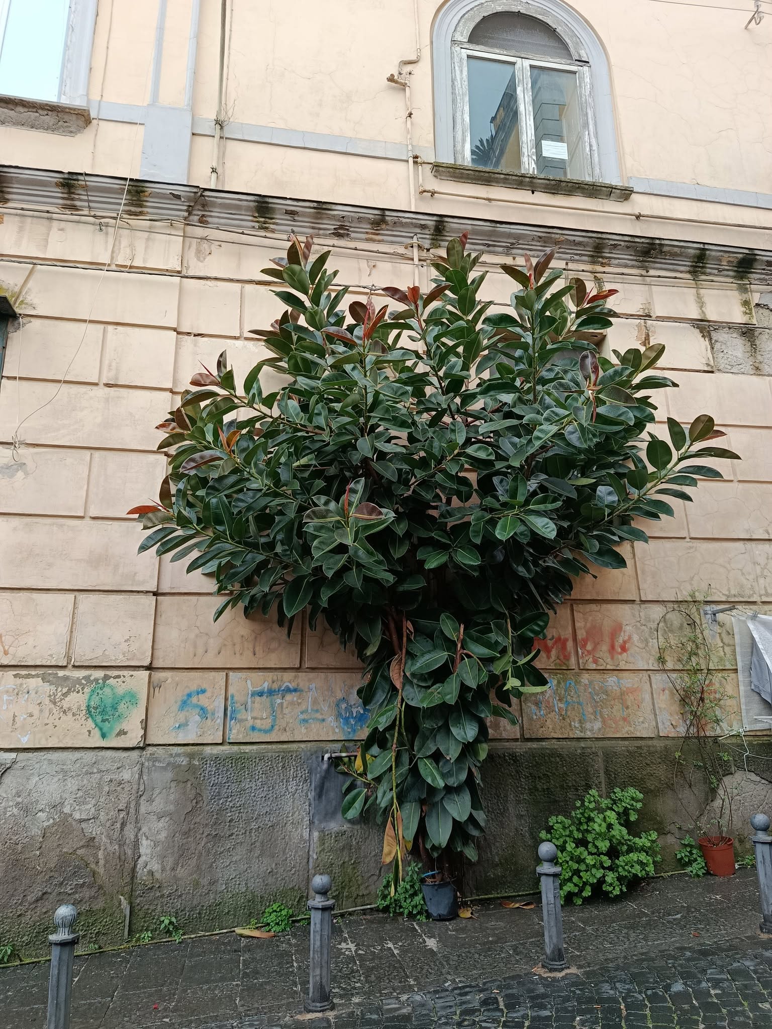 https://www.facebook.com/liliana.casadei/photos/lungo-la-salita-tarsia-a-napoli-c%C3%A8-un-ficus-dentro-un-vaso-che-sembra-un-miracol/10237135651763872/